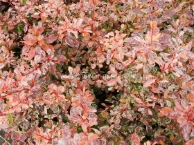 Berberys Thunberga Pink Bird