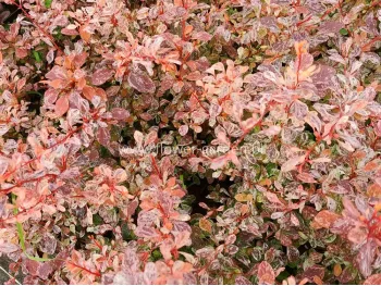 Berberys Thunberga Pink Bird PBR