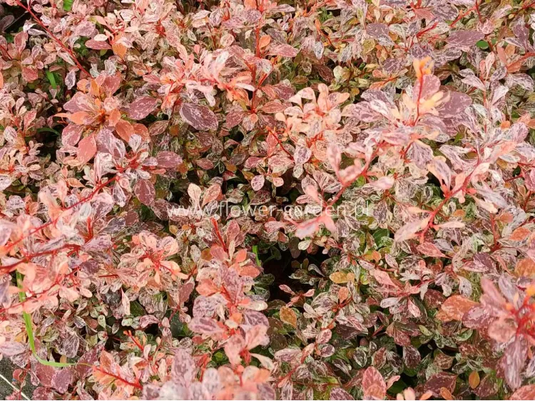 Berberys Thunberga Pink Bird