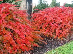 Berberys Thunberga Red Carpet