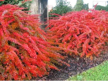 Berberys Thunberga Red Carpet