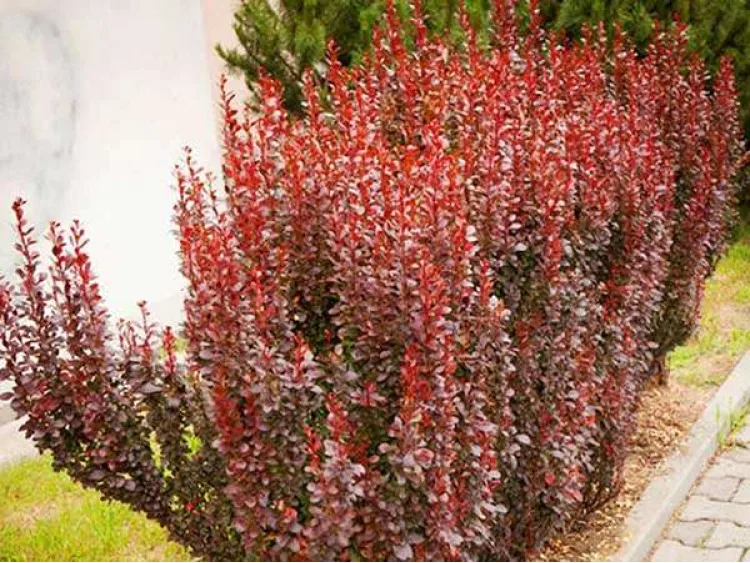 Berberys Thunberga Red Pillar