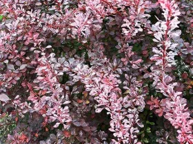 Berberys Thunberga Rose Glow