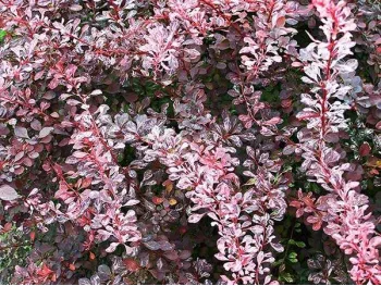 Berberys Thunberga Rose Glow