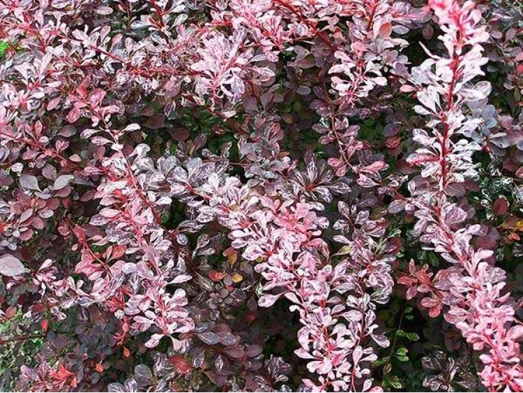 Berberys Thunberga Rose Glow