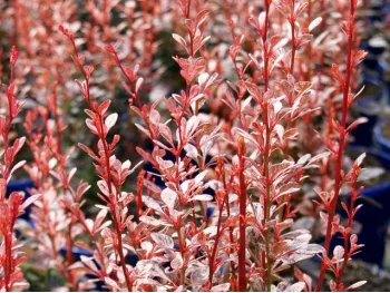 Berberys Thunberga Rosy Rocket
