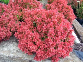 Berberys Thunberga Ruby Star PBR
