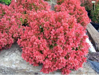 Berberys Thunberga Ruby Star PBR