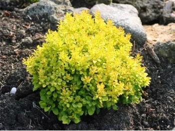 Berberys Thunberga Tiny Gold ®