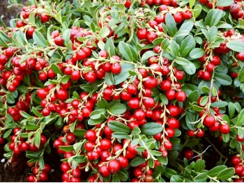 Borówka brusznica Red Pearl