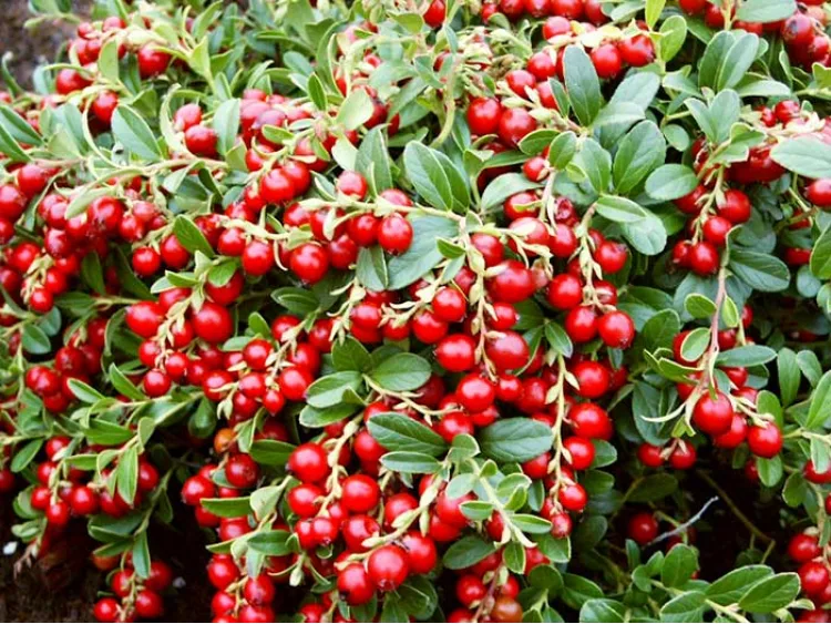 Lingonberry Red Pearl