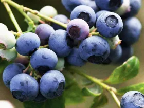 American blueberry Bluejay