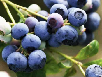 American blueberry Bluejay