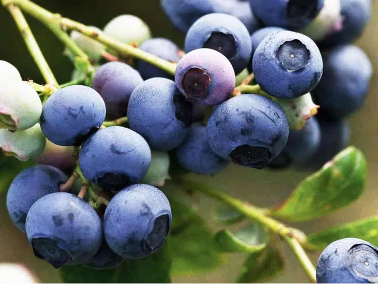 American blueberry Bluejay