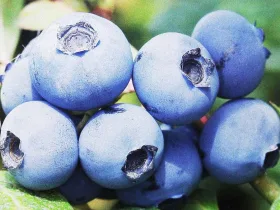 American blueberry Bonus