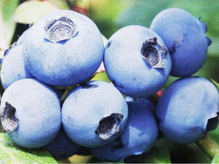 American blueberry Bonus