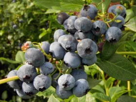American blueberry Brigitta