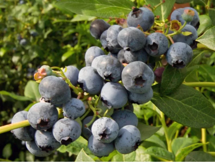 American blueberry Brigitta