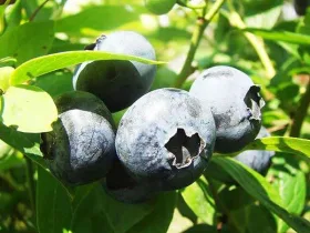 American blueberry Darrow