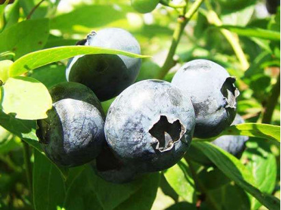 American blueberry Darrow