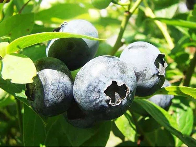 American blueberry Darrow