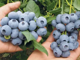 American blueberry Draper PBR