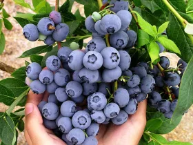 American blueberry Duke