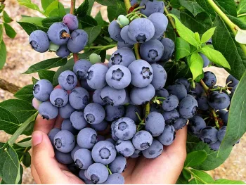 American blueberry Duke