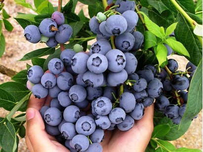 American blueberry Duke