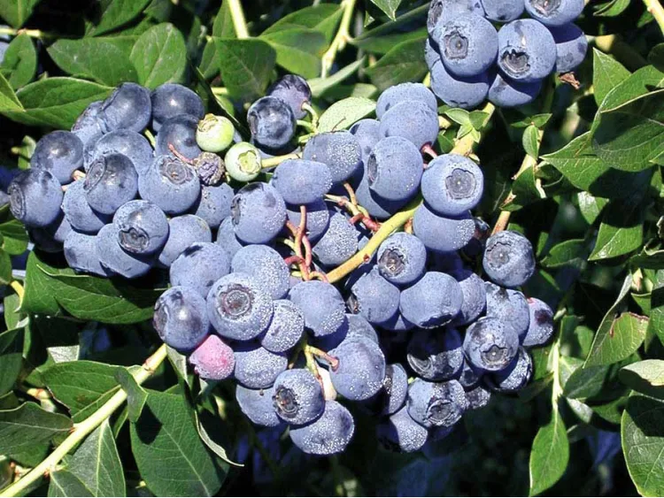 American blueberry Early Blue