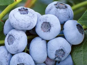 American blueberry Liberty PBR
