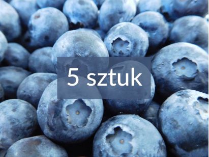 Borówka amerykańska zestaw najlepszych odmian - 5 sztuk