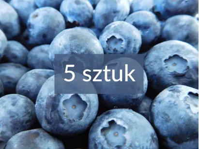Borówka amerykańska zestaw najlepszych odmian - 5 sztuk