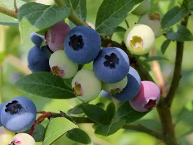American blueberry Nelson