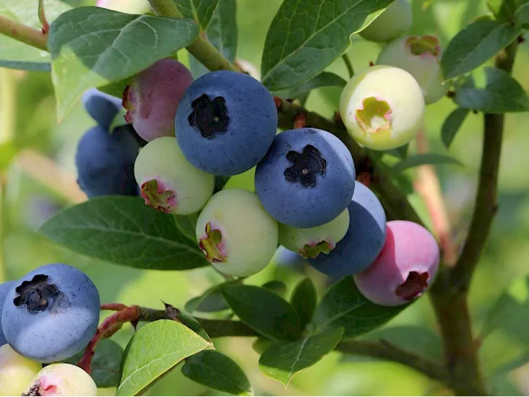 American blueberry Nelson