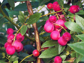 Borówka pink Lemonade