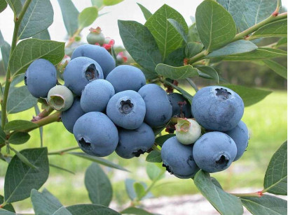 American blueberry Spartan