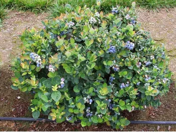 American blueberry Top Hat