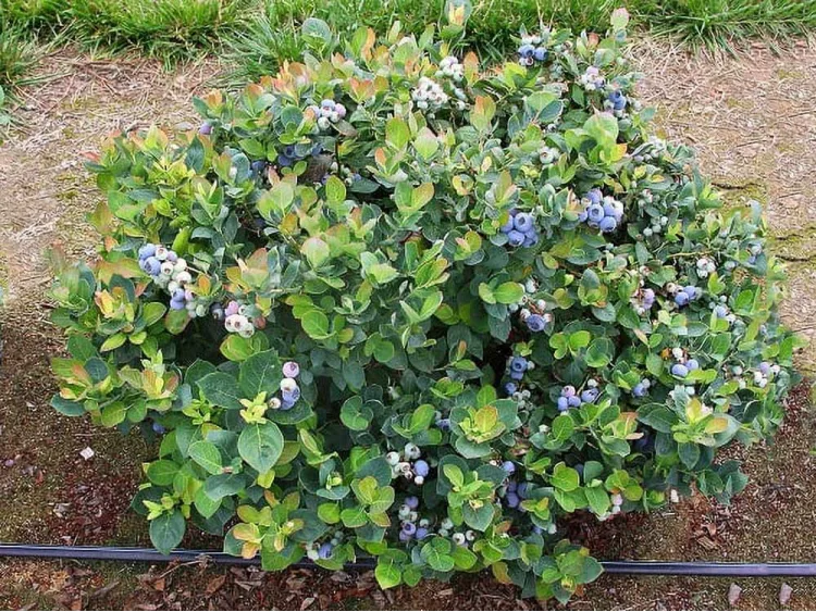 American blueberry Top Hat