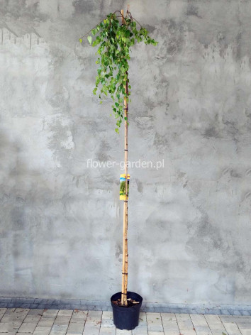 Brzoza brodawkowata Youngii na pniu 250cm
