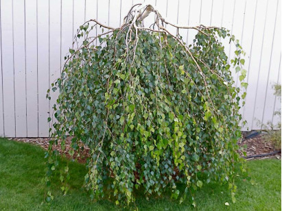 Brzoza brodawkowata Youngii na pniu 250cm