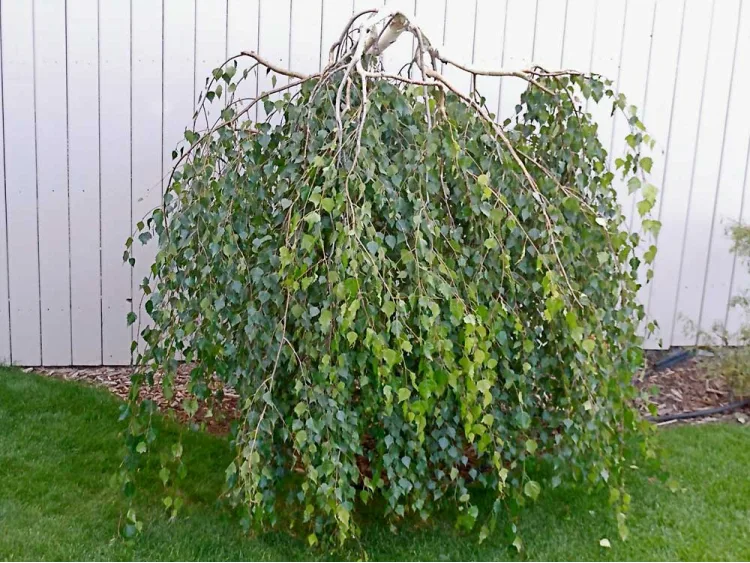 Brzoza brodawkowata Youngii na pniu 250cm