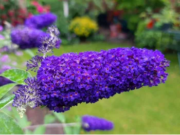 Budleja Dawida Adonis Blue PBR MOTYLI KRZEW