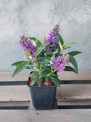 Budleja Dawida Butterfly Candy® Little Lila MOTYLI KRZEW