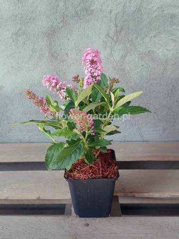 Budleja Dawida Butterfly Candy® Little Pink MOTYLI KRZEW