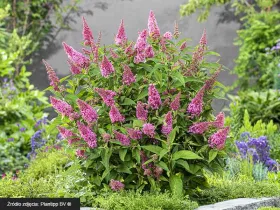 Budleja Dawida Butterfly Candy® Little Pink