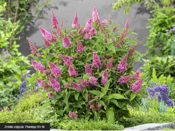 Budleja Dawida Butterfly Candy® Little Pink