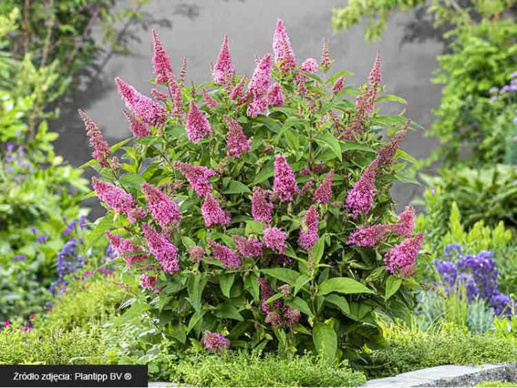 Budleja Dawida Butterfly Candy® Little Pink