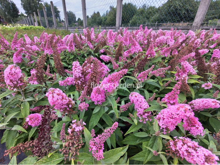 Budleja Dawida Butterfly Candy® Little Pink MOTYLI KRZEW
