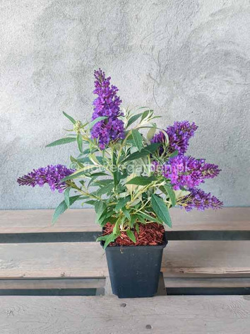 Budleja Dawida Butterfly Candy® Little Purple MOTYLI KRZEW